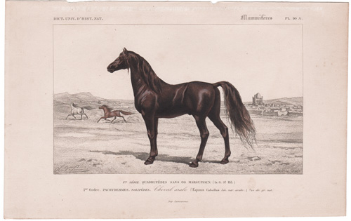 Arabian Horse